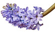 hyacinth with drops
