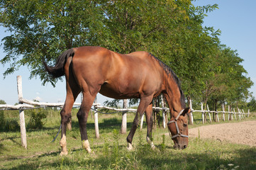 Wall Mural - horse on the meadow