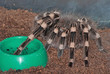 A pet tarantula (Acanthoscurria sp.) sits near his bowl