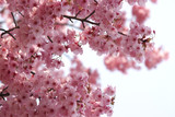 background of pink cherry blossom on a wonderful spring day