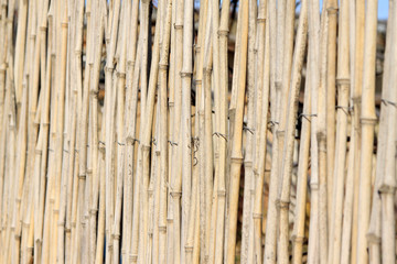  bamboo fence