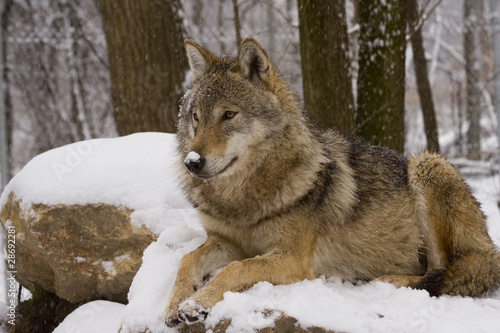 Board z aluminiowym obramowaniem Europejski wilk szary (canis lupus lupus)