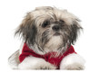 Shi Tzu puppy in Santa outfit, 5 months old, lying