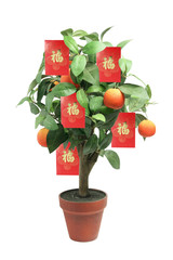 Wall Mural - Tangerine Plant