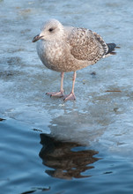 Baby Seagull Standing On Frozen Pond
