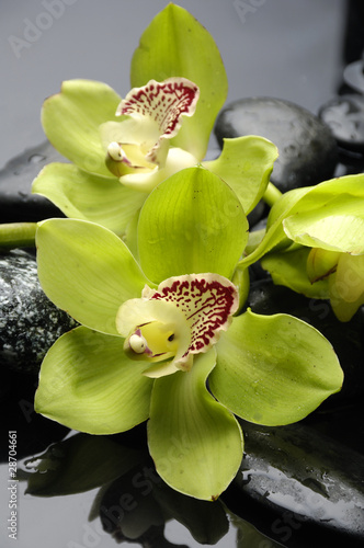 Fototapeta na wymiar still life with pebble and orchid