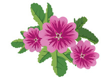 Vector Illustration Of 3 Flowers Malva