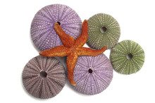 Urchin Shells With A Dried Starfish