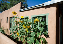 Sunflower Row Along Adobe House Santa Fe, New Mexico, USA