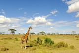 Fototapeta Sawanna - Giraffa in Serengeti NP