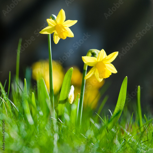 Osterglocken, Frohe Ostern, Frühlingsblumen, Frühjahr Poster