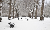 Fototapeta Londyn - Winter in Green Park