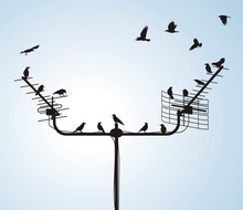 Flock Of Crows On The Antenna