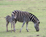 Fototapeta  - Zebras