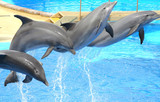 Fototapeta  - juming dolphins