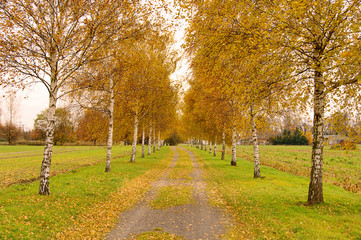 Wall Mural - Birkenallee - birch tree avenue 01