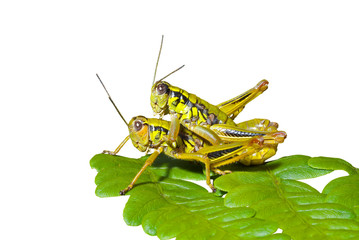 Wall Mural - Grasshoppers on leaf 3