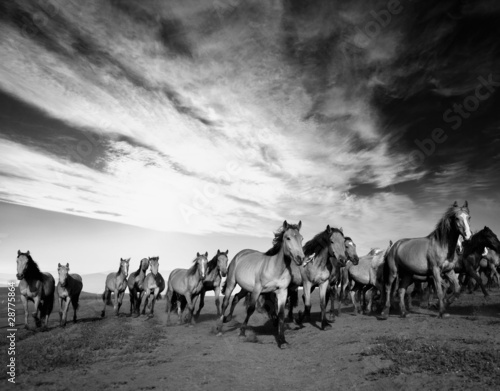 Fototapeta na wymiar Wild horses