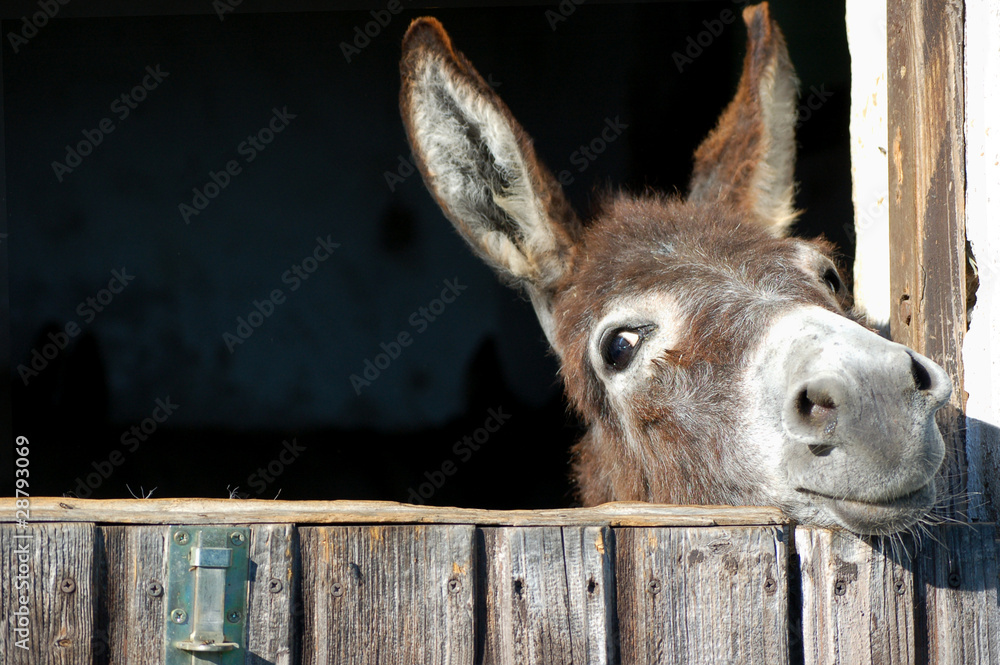 Funny Donkey - obrazy, fototapety, plakaty 