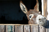 Funny Donkey
