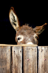 Shy Donkey