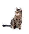 © Tony Campbell - Cute tabby cat on white background