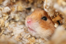 Curious Hamster