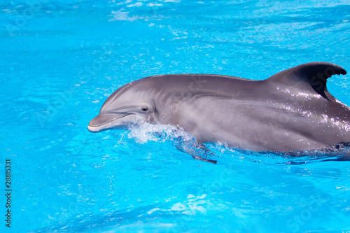 Board z aluminiowym obramowaniem Piękny delfin w wodzie