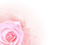 Grunge Pink Background With Rose