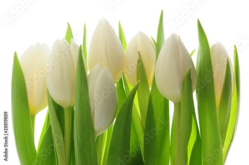 Naklejka na drzwi Białe kwitnące piękne tulipany
