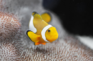 Sticker - Nemo
