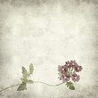 textured old paper background with garden verbena