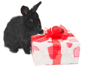 little rabbit near the box with gift