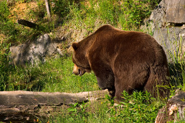 European brown bear in the national park (Switzerland).