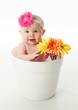 © blessings - Baby girl in a flower pot