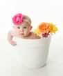© blessings - Baby girl in a flower pot