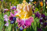 Yellow and purple iris on garden background