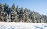 Fototapeta Natura - Waeldchen im Winter