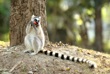 Wall Mural - ring-tailed lemur