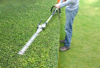 Wall Mural - hedge trimming