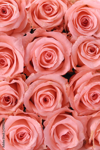 Fototapeta na wymiar Duże różowe kwitnące róże