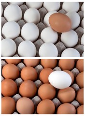 white and brown eggs collage duality, visible minority