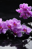 Fototapeta Storczyk - Zen stone and pink orchid with reflection