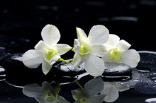 Purple Orchid And Black Stones With Reflection