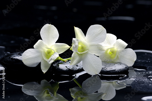 Fototapeta na wymiar Purple orchid and black stones with reflection