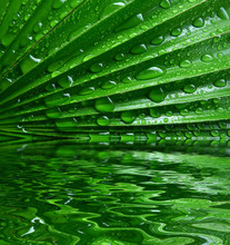 Palm Leaf With Drops