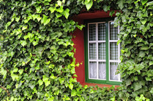 Window With Green Leafs