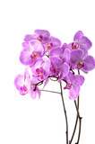Fototapeta Storczyk - Branch of pink orchid isolated on white