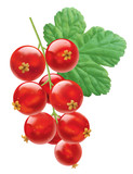 Johannisbeeren