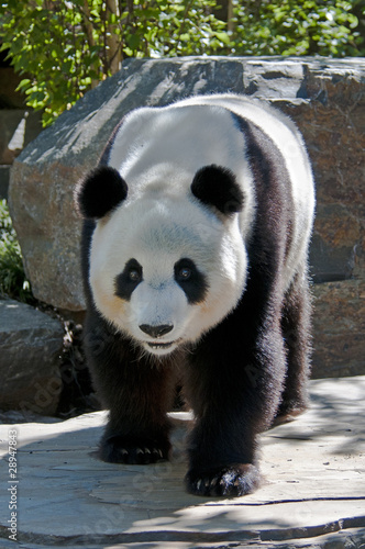 Obraz na płótnie canvas dwuczęściowy "dyptyk" Panda wielka